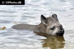 tapirus terrestris   south american tapir  