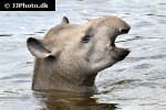 tapirus terrestris   south american tapir  