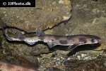 scyliorhinus canicula