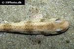 scyliorhinus canicula