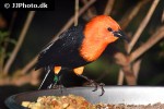 amblyramphus holosericeus   scarlet headed blackbird  