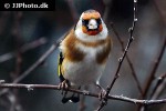 carduelis carduelis   european goldfinch  