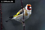 carduelis carduelis   european goldfinch  