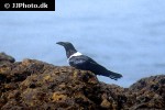 corvus albus   pied crow  