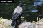 corvus corone   carrion crow  