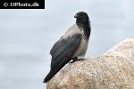 corvus corone   carrion crow  