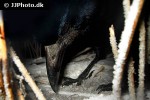 corvus frugilegus   rook bird  