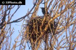 corvus frugilegus   rook bird  