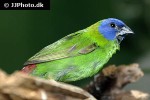 erythrura trichroa   blue faced parrotfinch  