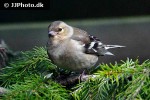 fringilla coelebs   common chaffinch  