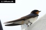 hirundo tahitica   pacific swallow  