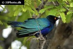 lamprotornis chalybaeus   greater blue eared starling  