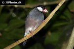 lonchura oryzivora   java sparrow  