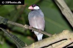 lonchura oryzivora   java sparrow  