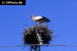 ciconia ciconia   white stork  