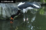 ephippiorhynchus senegalensis   saddle billed stork  