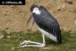 leptoptilos crumeniferus   marabou stork  