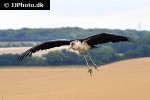 leptoptilos crumeniferus   marabou stork  