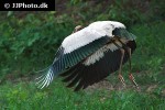 mycteria americana   wood stork  