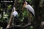 mycteria ibis   yellow billed stork  