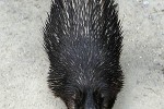 atherurus africanus   african brush tailed porcupine  