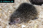 echinops telfairi   small madagascar hedgehog  