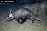 orycteropus afer   aardvark  