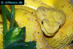 bothriechis schlegelii   eyelash pit viper  