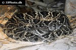 crotalus adamanteus   eastern diamondback rattlesnake  