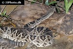 crotalus adamanteus   eastern diamondback rattlesnake  