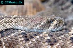 crotalus atrox   diamondback rattlesnake  