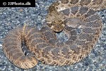 crotalus atrox   diamondback rattlesnake  