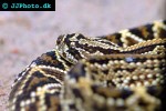 crotalus durissus   neotropical rattlesnake  