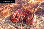 echis coloratus   carpet viper  