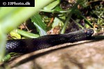 vipera berus   black adder  