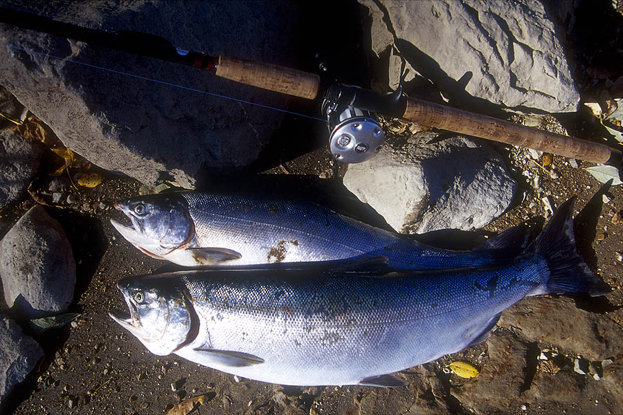 40 british columbia fraser river