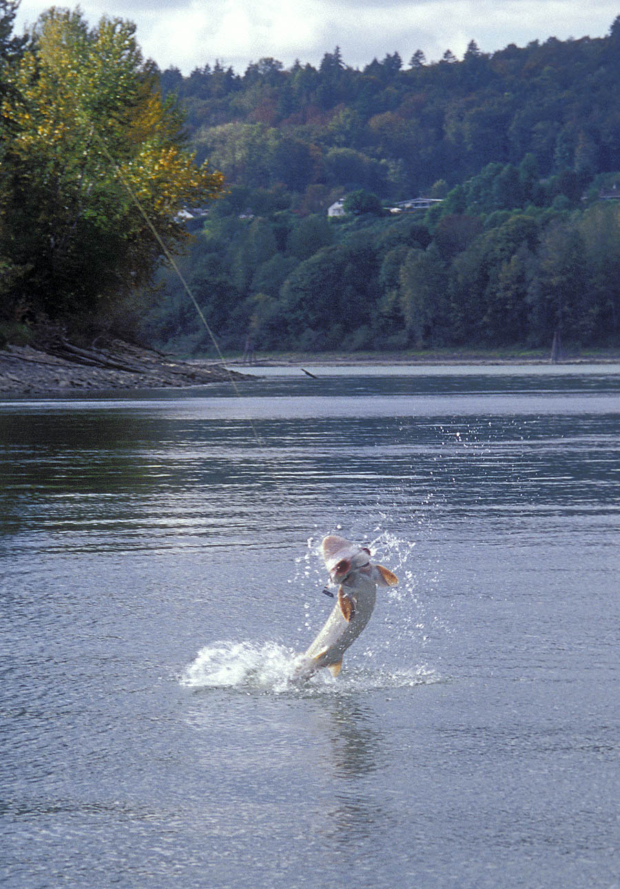 15 british columbia fraser river