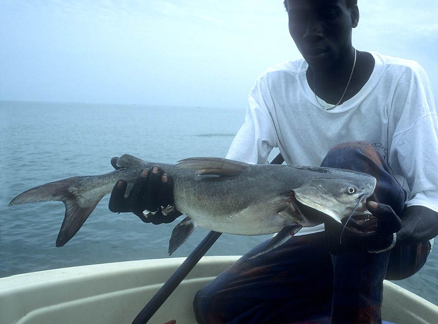 16 gambia