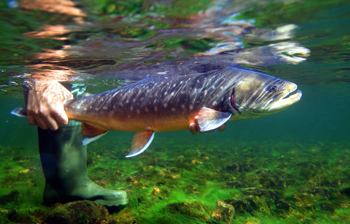 50 paradise valley arctic char