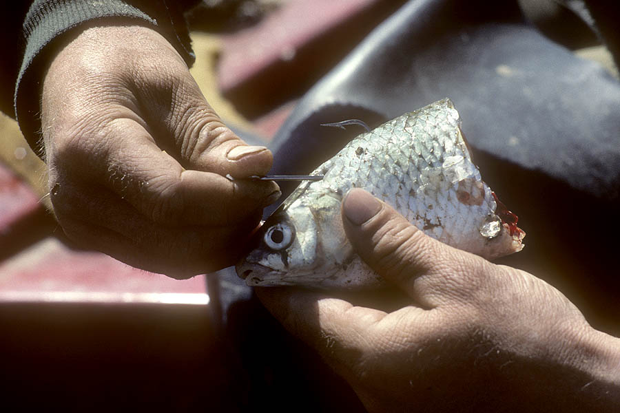 24 kazakhstan ural sturgeon