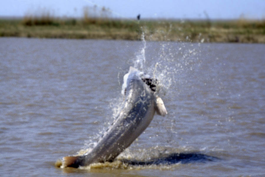 30 kazakhstan ural sturgeon