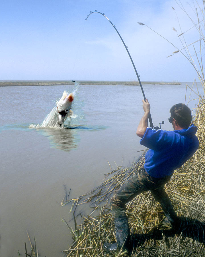 50 kazakhstan ural sturgeon