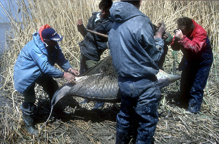 54 kazakhstan ural sturgeon