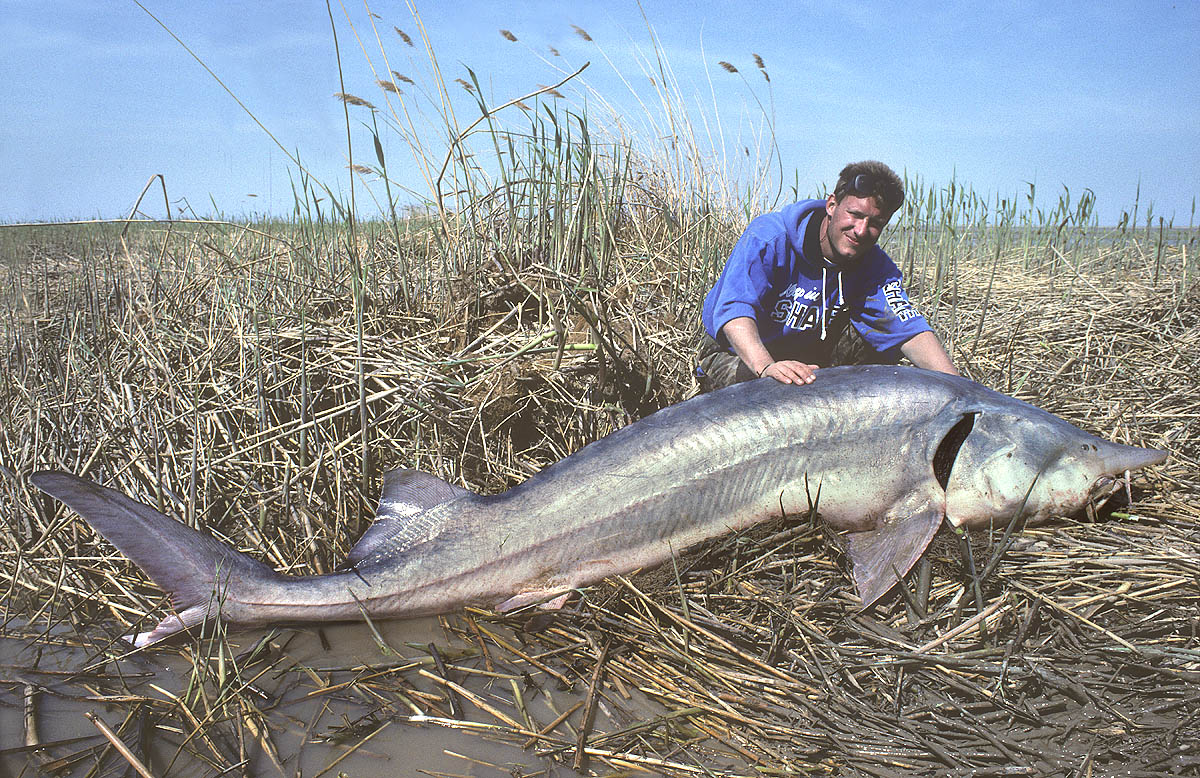 56 kazakhstan ural sturgeon