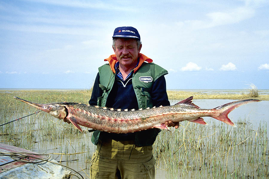 82 kazakhstan ural sturgeon