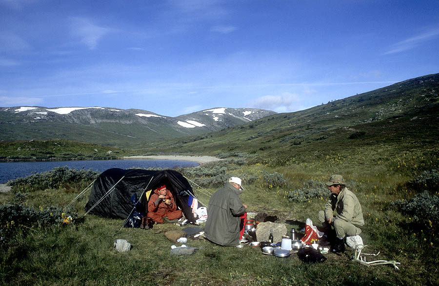 12 lapland wild trout