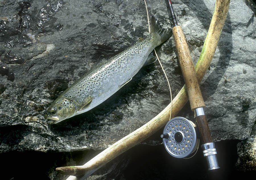 24 lapland wild trout