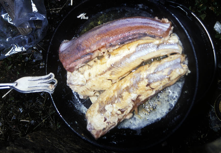 28 lapland wild trout