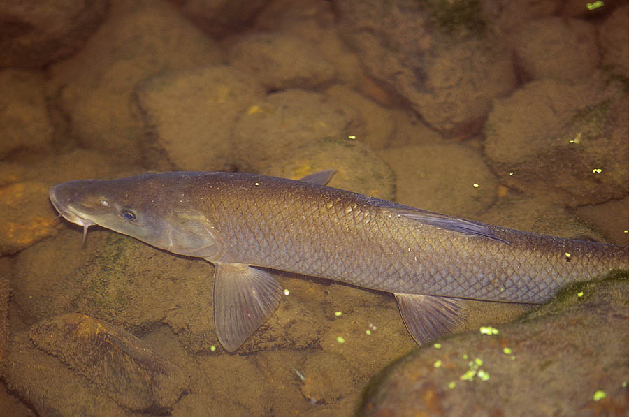 31 extremadura guadiana river