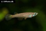 foerschichthys flavipinnis foerschichthys flavipinnis
